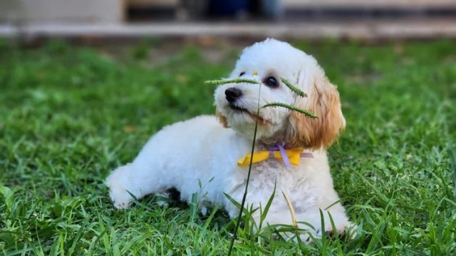Un perro de la calle mató a Raúl: «Le mordió el cuello y no pudimos hacer nada»