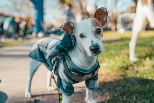 Nuevas ubicaciones de los quirófanos móviles para animales