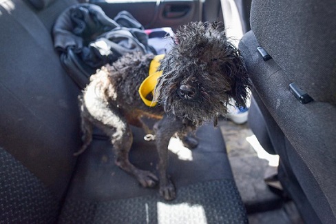 Rescataron 97 animales por maltrato y abandono