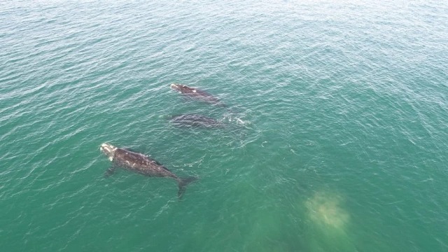 El juego de las ballenas en la costa es la «nueva atracción» en Mar del Plata