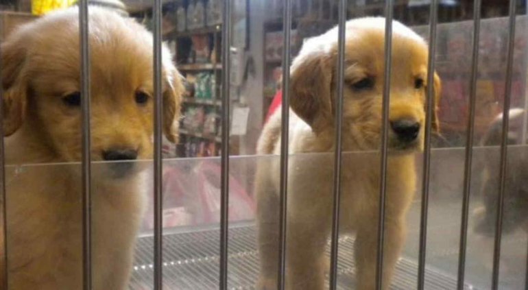 Prohíben exhibir animales en las vidrieras de veterinarias y pet shops marplatenses