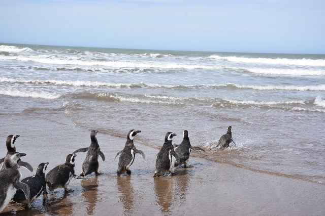 FAUNA MARINA AQUARIUM  REINSERTARON AL MAR, PINGÜINOS REHABILITADOS