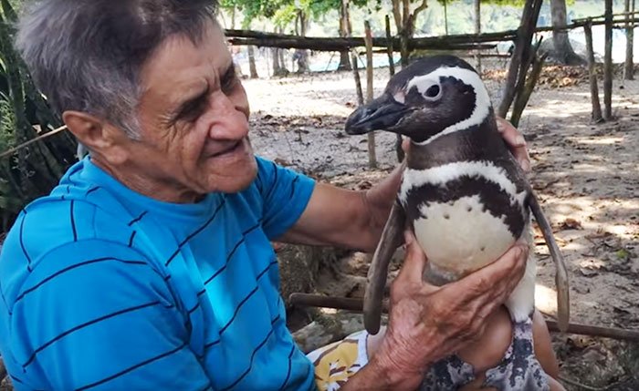 Pingüino nada 8000 km todos los años para reencontrarse con su salvador.  