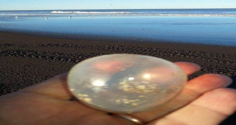 Aclaran que los organismos que inundaron las playas céntricas son inofensivos