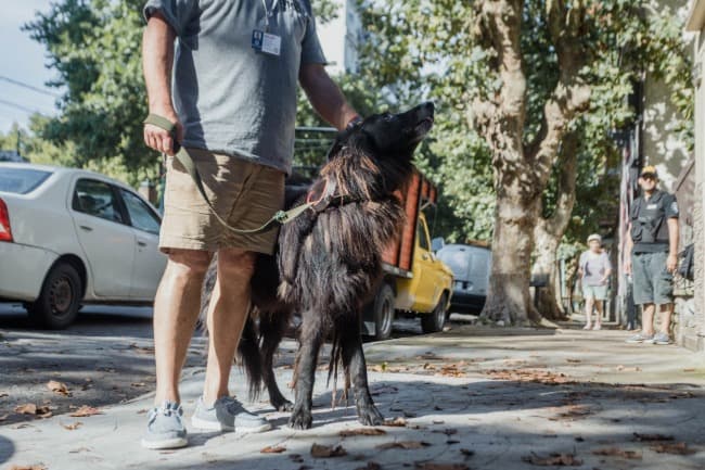 Nuevo rescate de un animal abandonado en España al 900