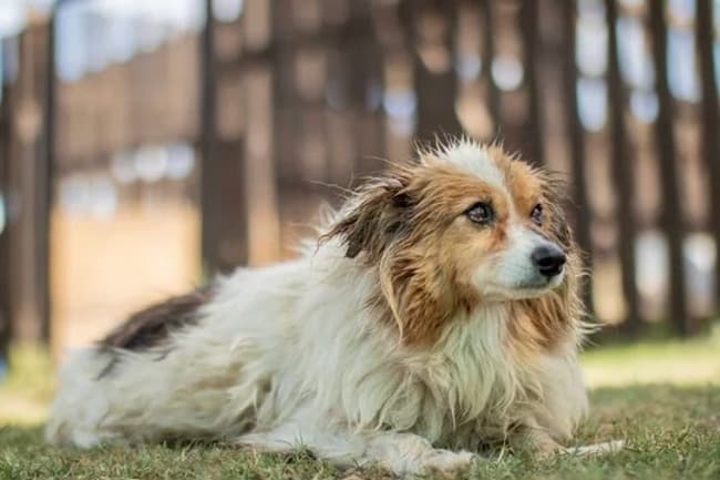 Empresa Proveedora de Luz promoverá la adopción responsable de perros en su factura