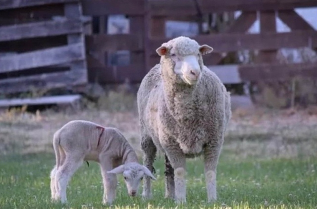 El INTA desarrolló la primera vacuna del mundo para combatir el virus de la Leucosis Bovina