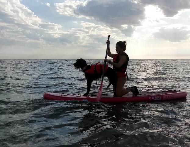Llega el primer encuentro nacional de SUP para perros 
