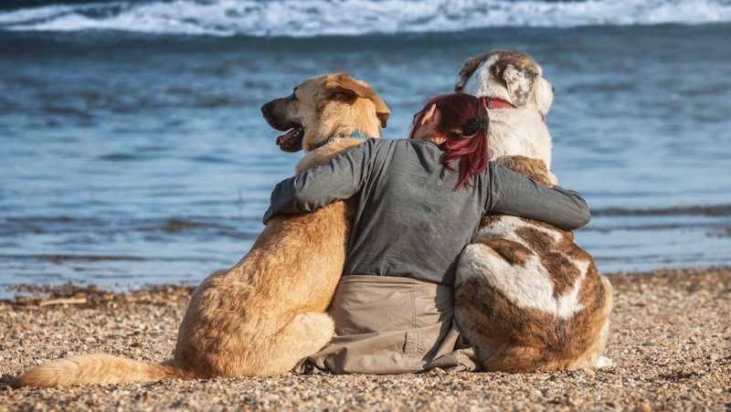 El Municipio brindó recomendaciones para la tenencia responsable de mascotas