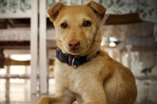 Nuevas ubicaciones de los quirófanos móviles para animales