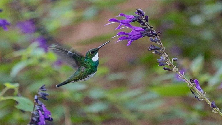 Pinamar: El Jardín de Colibríes de Cariló Golf fue declarado de interés municipal