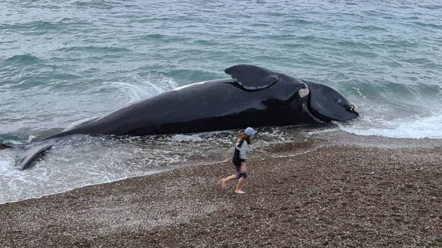 Península Valdés durante el 2021: medio centenar de ballenas aparecieron muertas