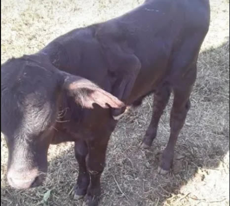 Nació una vaca con seis patas en Santa Fe.