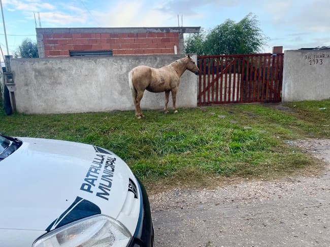El Municipio continúa con los operativos para evitar la los caballos sueltos en la vía pública