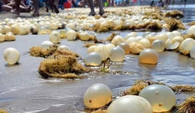 Qué son los organismos que aparecieron en las playas de Mar del Plata