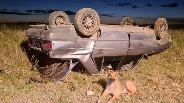 Mi fiel amigo: volcó con su auto y su perro nunca se despegó de él