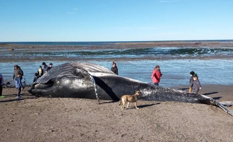 Comodoro Rivadavia: se metieron adentro de una ballena muerta para sacarse fotos