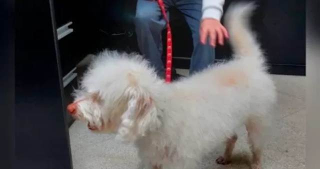 Con nuevo look y vacunado: perdió a su perro en las sierras y apareció en Santa Fe