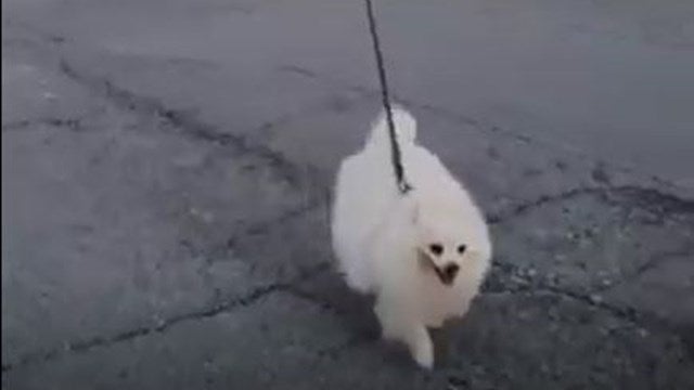 Video viral: sacó a pasear a su perro con un dron para no violar la cuarentena 