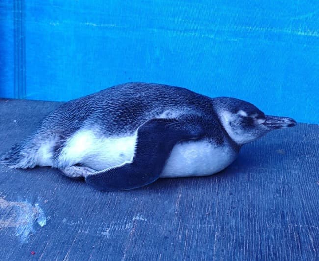 Leia Guardavidas de Punta Mogotes rescataron a un pingüino herido