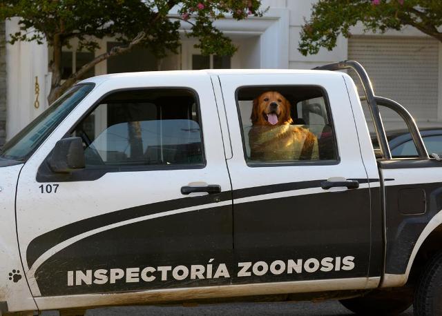 El Municipio continúa con las acciones para combatir el maltrato y abandono animal