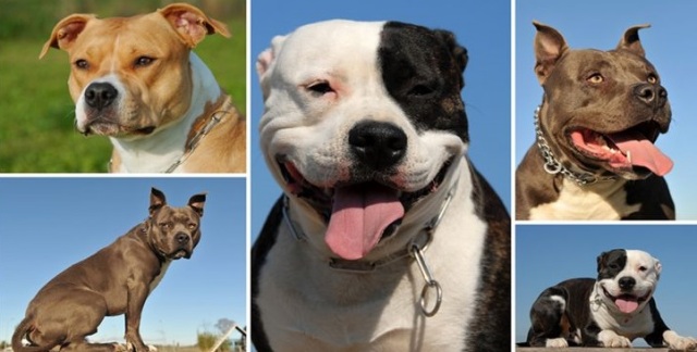 Un pitbull mató a una nena de 10 años: El dueño del animal permanece prófugo