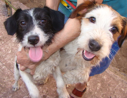 Festival a beneficio de los perritos de Zoonosis