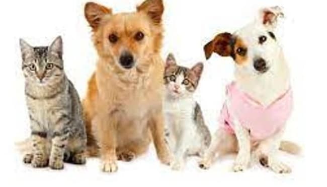 Nuevo cronograma del quirófano móvil para animales
