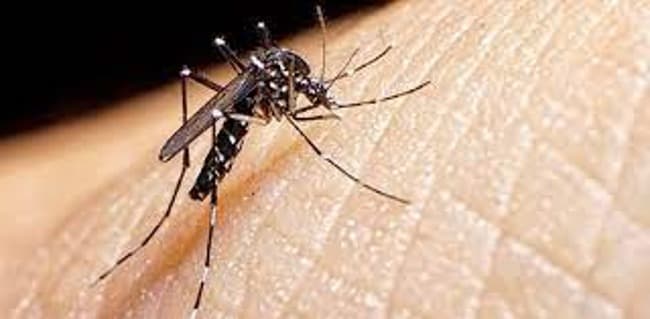 Dengue: preocupación por el veloz aumento de casos en seis provincias