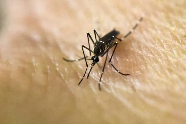 Dengue: llegan a 269 mil los casos en la temporada y ya son cerca de 200 los fallecidos