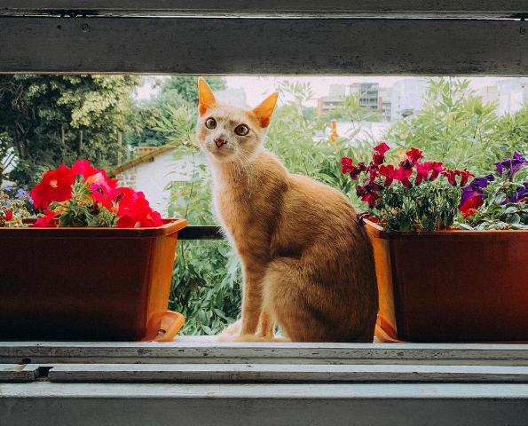 Nuevo cronograma del quirófano móvil para animales