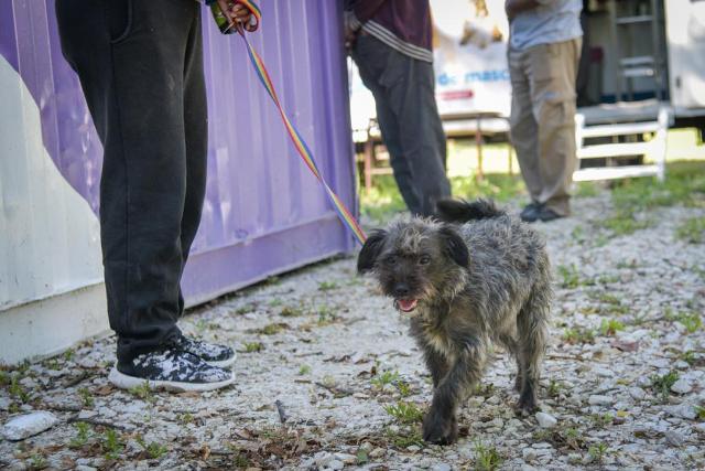 Nuevas ubicaciones de los quirófanos móviles para animales
