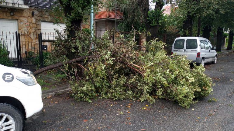 El viento arrasó con el techo de una casa, árboles y postes en Mar del Plata
