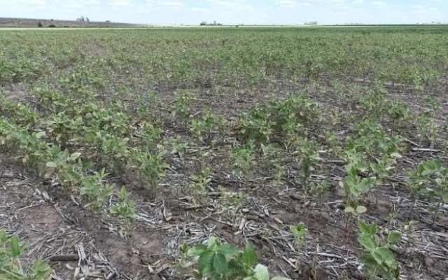 Récord: Argentina tendrá que importar casi 10 millones de toneladas de soja 