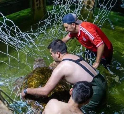 El Tortugo Jorge ya esta en Mar del Plata