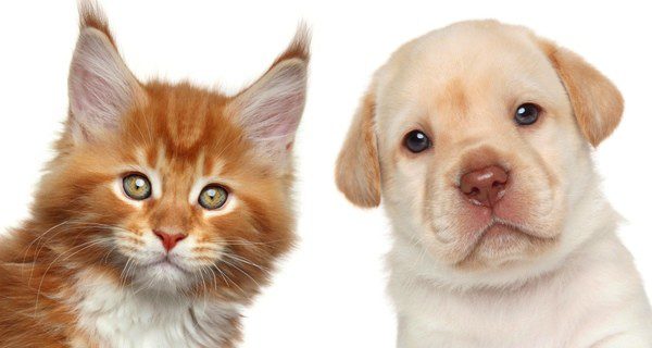 Testearon a un centenar de animales para saber si las mascotas se contagian con Covid