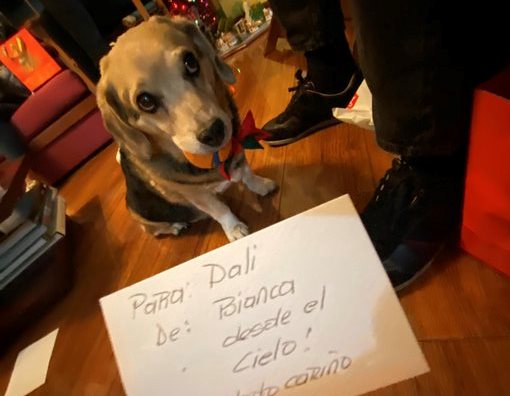 Para morir de amor: la reacción de un perro al darse cuenta que su amiga perruna había fallecido