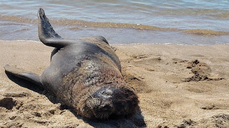 Un par de Lobos marinos sorprendieron en un balneario de Mar del Plata
