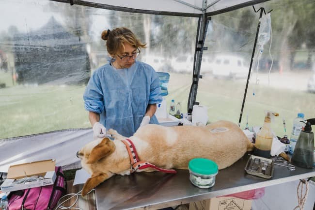 Leia Nuevas ubicaciones de los quirófanos móviles para animales