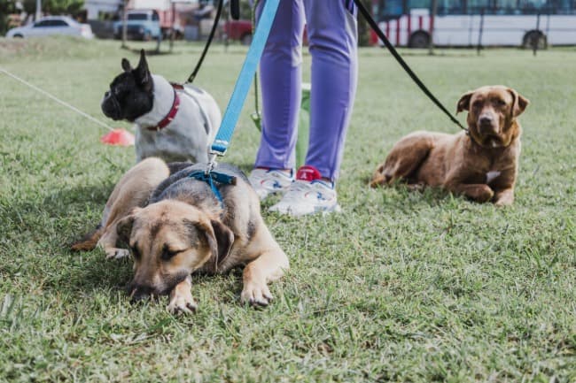 Leia Nuevas ubicaciones de los quirófanos móviles para animales