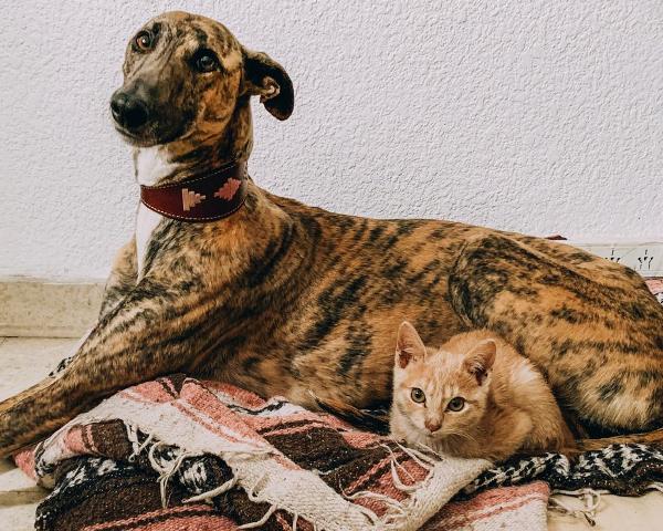 Nuevo cronograma del quirófano móvil para animales