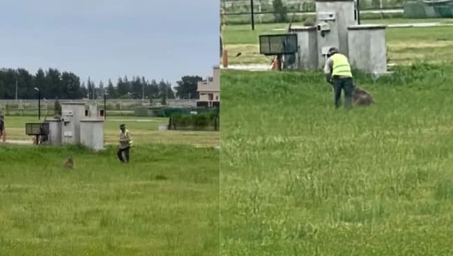 Denuncian que golpearon a un carpincho hasta dejarlo en estado crítico en un country de Canning