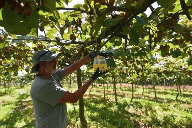 Nueva campaña de monitoreo de la mosca de los frutos en la producción de kiwi