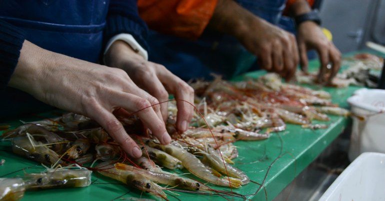 Ofrecen recompensa a pescadores que restituyan langostinos marcados 