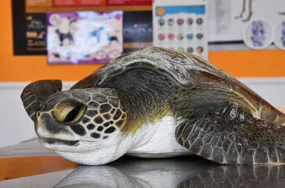 Alarmante: una tortuga rescatada expulsó más de 10 tipos de plástico