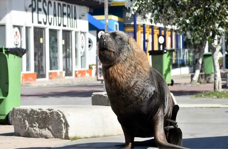 Los lobos de mar avanzan y se adueñan del puerto de Mar del Plata