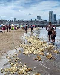 Alertan por perros que mueren intoxicados por ir a la playa: cuáles son los síntomas