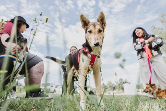 Leia Nuevas ubicaciones de los quirófanos móviles para animales