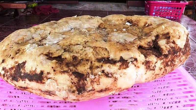 Encontró 7 kilos de vómito de cachalote valuados en casi 260.000 dólares