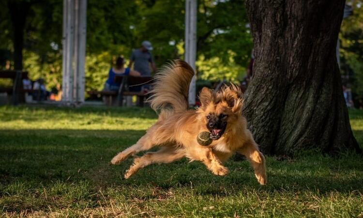 Nuevo cronograma para el quirófano móvil de animales